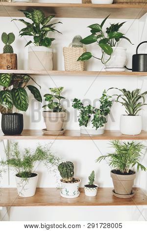 Stylish Wooden Shelves With Green Plants And Black Watering Can. Modern Hipster Room Decor. Cactus, 