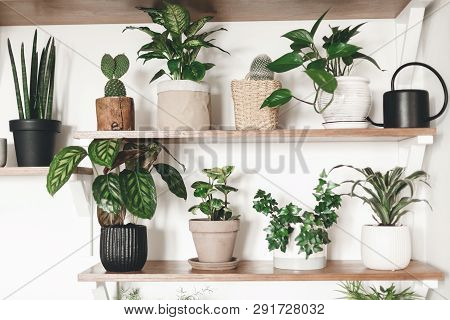 Stylish Green Plants And Black Watering Can On Wooden Shelves. Modern Hipster Room Decor. Cactus, Di