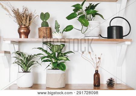 Stylish Green Plants, Black Watering Can, Boho Wildflowers On Wooden Shelves. Modern Hipster Room De