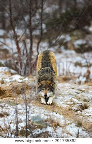 Adult Male Wolf Strecthing In The Forest In Early Winter