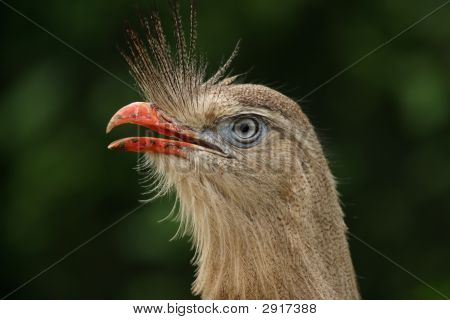 Cariama Cristata