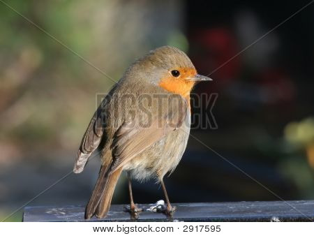 Robin