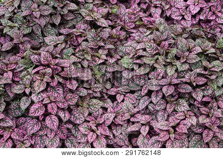 Flora Polka Dot Plant Hypoestes Phyllostachya Freckle Face