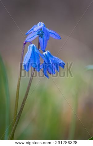 Nice scilla bifolia wid flowers macro shoot