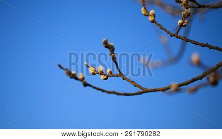 Nice Fresh Flowering Pussy Willow Branches In Early Spring. Salix Caprea