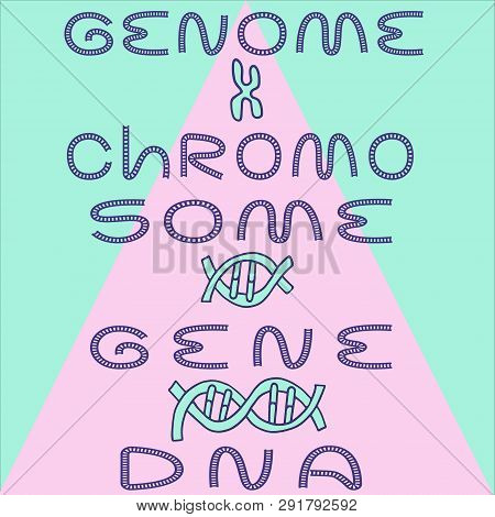 Level Chart Of Dna, Gene, Chromosome And Genome. Fine For Medical Posters, Educational Materials, Sc