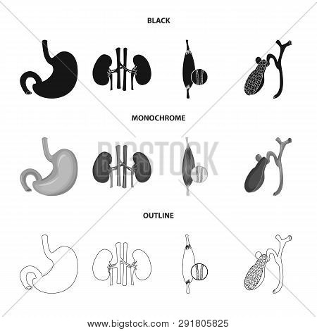 Vector Illustration Of Body And Human Icon. Set Of Body And Medical Vector Icon For Stock.