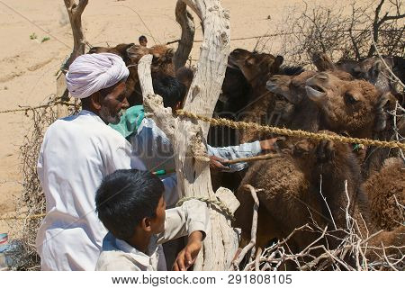 Jamba, India - April 02, 2007: Unidentified People Keep Young Camels In The Coral In That Desert In 
