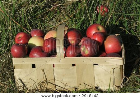ตะกร้าแอปเปิ้ลบนหญ้า