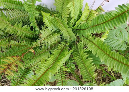 Top View Of Ferns Leaves Green Background, Ground Cover Plants, Beautiful Green Ferns Leaves In A Fo
