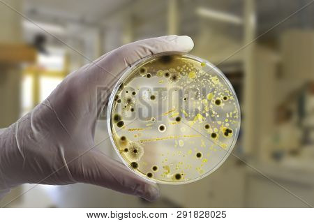 Colonies Of Different Bacteria And Mold Fungi Grown On Petri Dish With Nutrient Agar, Close-up View.