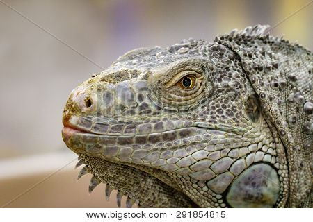 Image Of An Iguana Head On Nature Background. Reptile. Animals.