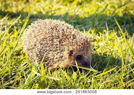 Hedgehog Crawling On The Green Grass. Wild Cute Animal. Thorny Animal. Hedgehog Prickly