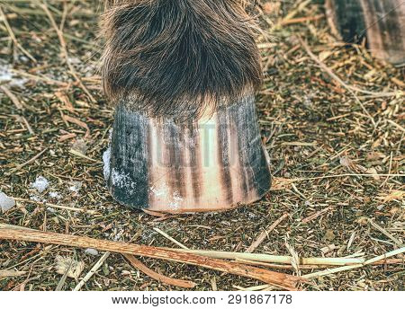 Pigment Defect Visible In Horse Hooves. The Horse Hoof May Be Striped Even If Markings Are Not Visib