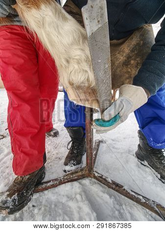 Farrier Clear Surface Of Horse's Hoof With Rough Rasp.