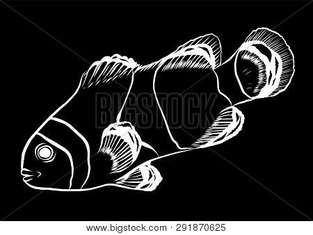 Red Drum, Redfish. Vector Illustration With Refined Details
