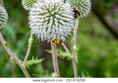 Echinops Sphaerocephalus Or Glandular Globe-thistle And Bees