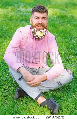 Spring Allergy Concept. Bearded Man With Daisy Flowers Sits On Grassplot, Grass Background. Man With