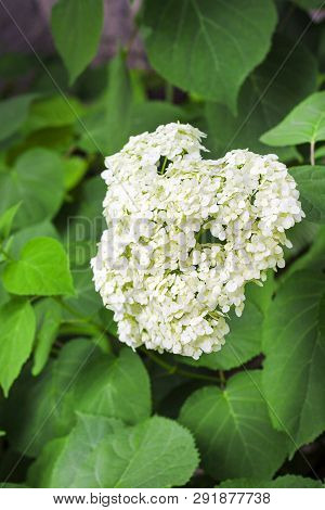 Blooming White Annabelle Hydrangea Arborescens (commonly Known As Smooth Hydrangea, Wild Hydrangea, 