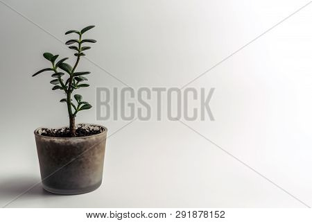 Green Jade Plant, Crassula Ovata Houseplant, Feng Shui Money Tree Succulent Potted In A Modern Glass