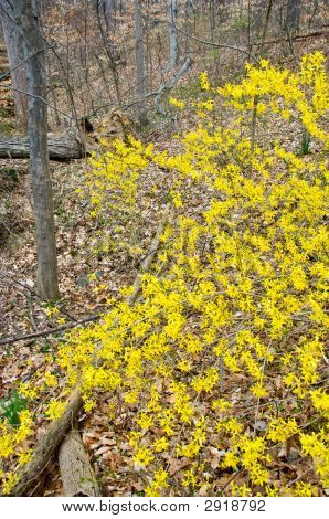 Fresh Forsythia Blossoms