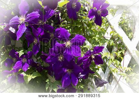 Beautiful Purple Flowers Clematis `jackmanii`, Clematis Jacqueman, Clematis Sunny Sky, Its Shades Of