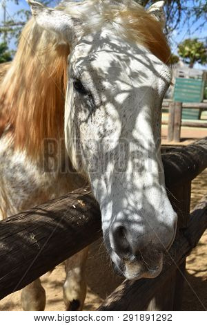 Direct Look Into The Face Of A Dappled Draft Horse.