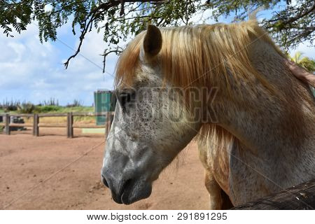 Beautiful Profile Of A Large Gray Draft Horse.