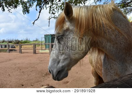 Beautiful Sweet Face Of A Large Draft Horse In A Dirt Paddock.