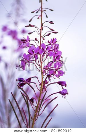 Blooming Sally Or Fireweed Beautiful Pink Flowers In Summer Garden. Blooming Medical Plants In The C