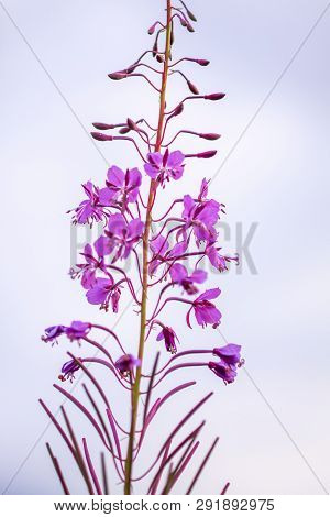 Blooming Sally Or Fireweed Beautiful Pink Flowers In Summer Garden. Blooming Medical Plants In The C