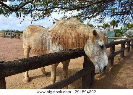 Beautiful Draft Horse Hanging His Head Over The Fence Rail.