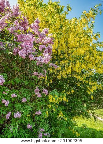 Flowering Bushes Lilac And Laburnum Tree (laburnum Anagyroides) Against The Blue Sky In Spring, Natu