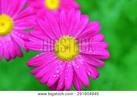 The Pink Pyrethrum, Or Persian Daisy (lat. Pyrethrum Roseum) Close-up.  Daisies Pyretrum Bright Pink