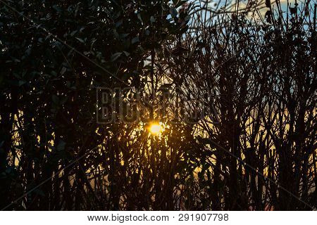 Looking At The Oragnge Sky And The Setting Sun Through A Fence Of Hedge
