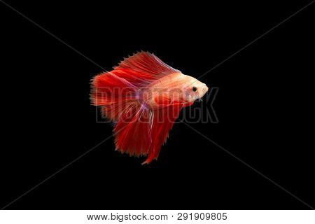 Swimming Action Of Betta, Siamese Fighting Fish, Betta Splendens, Pla-kad ( Biting Fish) Thai; Halfm