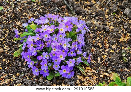Violet Flower Of A Primrose The Firstborn Of Spring In A Garden