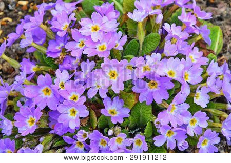 Violet Flower Of A Primrose The Firstborn Of Spring In A Garden