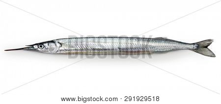Japanese halfbeak, sayori, Hyporhamphus sajori