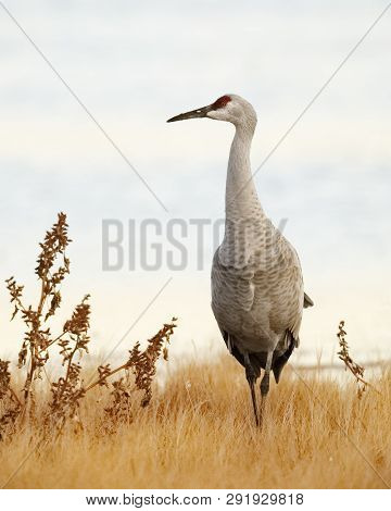 Sandhill Crane (grus Canadensis) - Bosque Del Apache National Wildlife Refuge, New Mexico