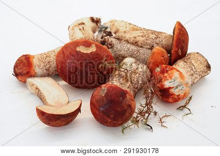 Mushroom Leccinum , Also Known As Orange Cap, Is A Genus Of Fungi In The Famuly Boletaceae, On The W