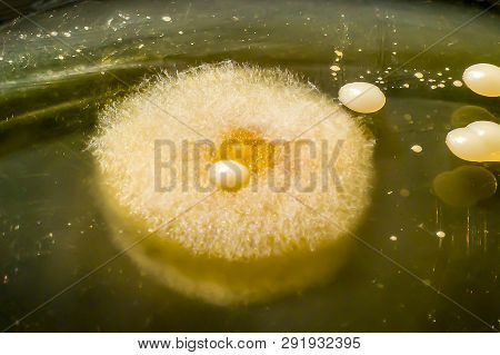 Colonies Of Different Bacteria And Mold Fungi Grown On Petri Dish With Nutrient Agar, Close-up View.