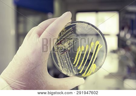 Colonies Of Different Bacteria And Mold Fungi Grown On Petri Dish With Nutrient Agar, Close-up View.