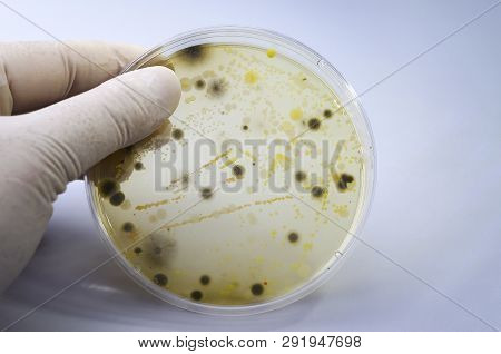 Colonies Of Different Bacteria And Mold Fungi Grown On Petri Dish With Nutrient Agar, Close-up View.