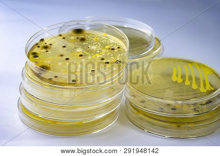 Colonies Of Different Bacteria And Mold Fungi Grown On Petri Dish With Nutrient Agar, Close-up View.