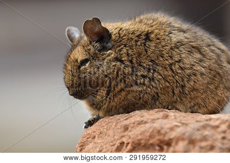 Close Up Portrait Of A Common Degu (octodon Degus)