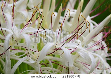 Close Up Of A Crinum Lily (crinum Asiaticum) In Bloom