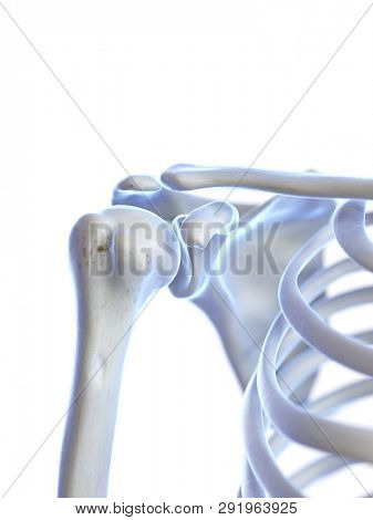 3d rendered medically accurate illustration of the shoulder joint