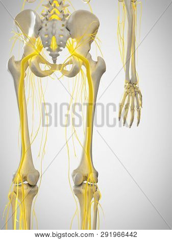 3d rendered medically accurate illustration of the sciatic nerve