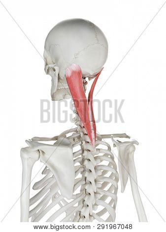 3d rendered medically accurate illustration of a womans Splenius Capitis